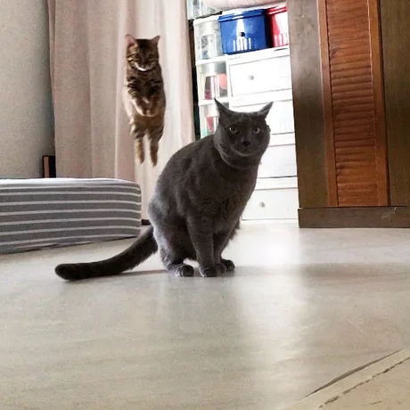 Прикольных котов пост