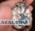 Позитивные хомяки (43 фото)