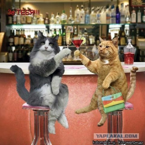 Любимый котейко не какает 3-ий день! Что делать?