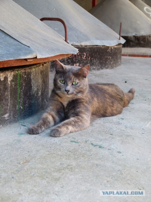 Котовторник