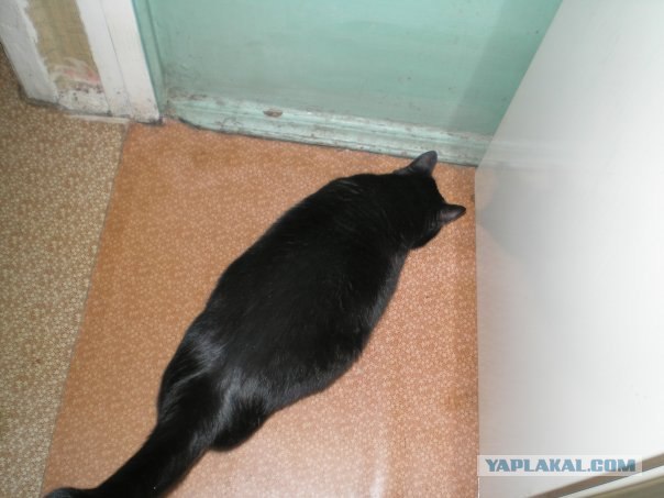 Котовторник так котовторник!