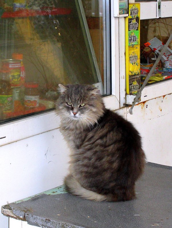 Котовторник 22.11.11