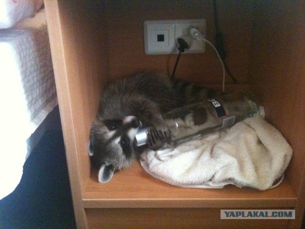 Хозяин, а где моя кола?