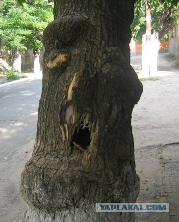 Хищное дерево