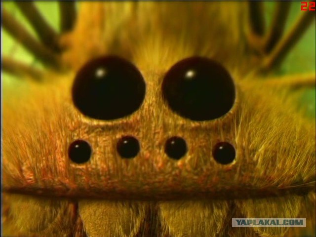 Симпатяжка