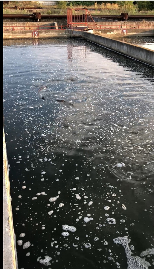 Как выращивают сёмгу и форель в Норвегии