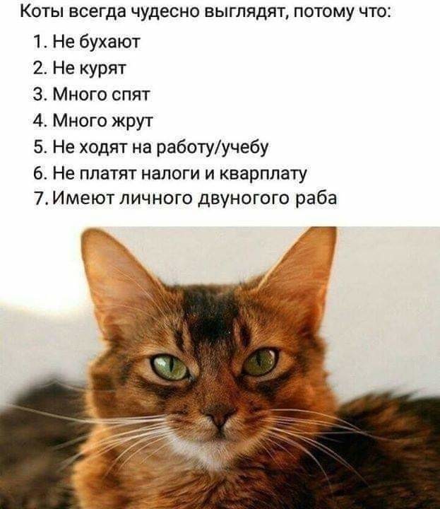 Приколюхи из скотсетей. Ч.2