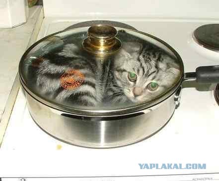 Кому котика?