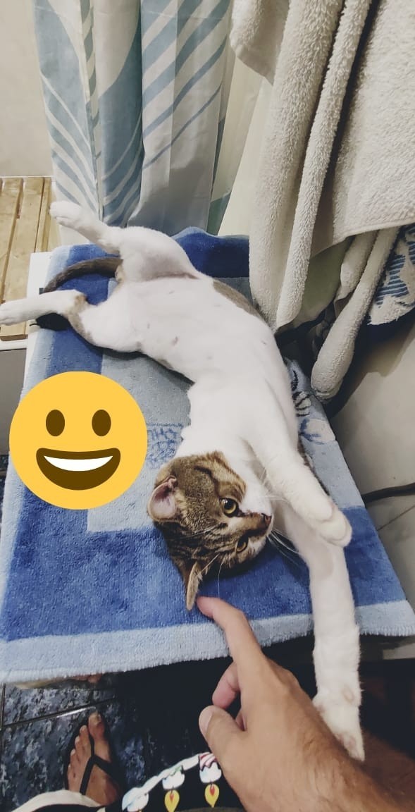 Котовторник 13.10.2020