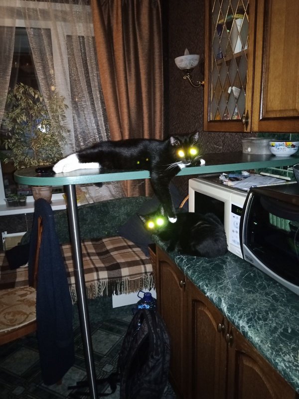 Котейка технично преодолел все препятствия