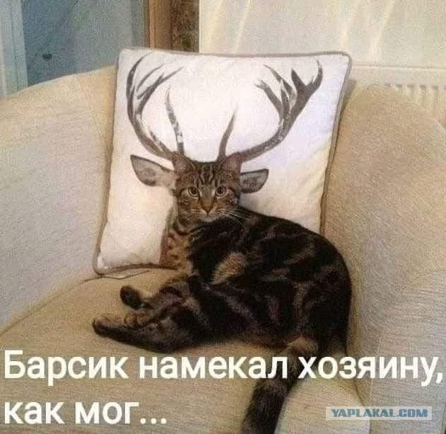 Веселые картинки и видосики