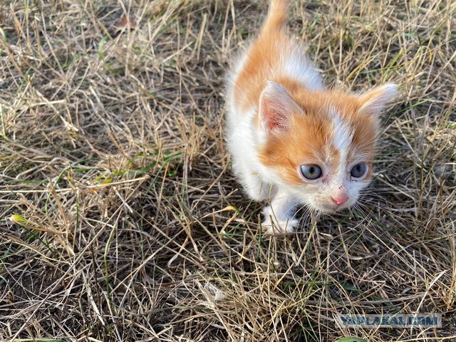 Коробка в чистом поле