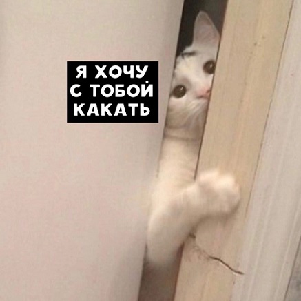 Показывайте кота!