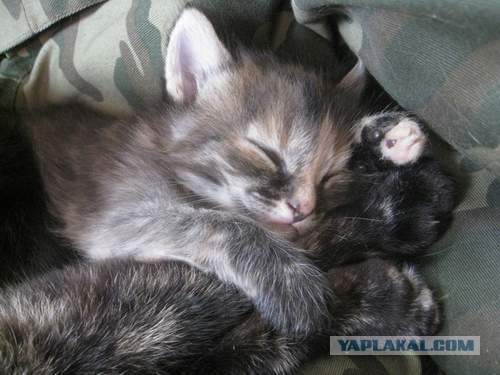 Котовторник 21.05.2013