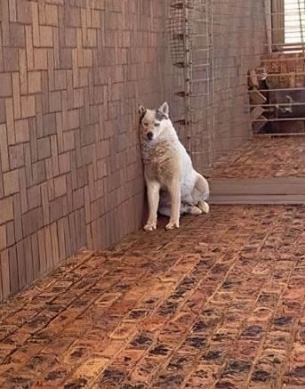 Собаки которые уснули в прикольных позах
