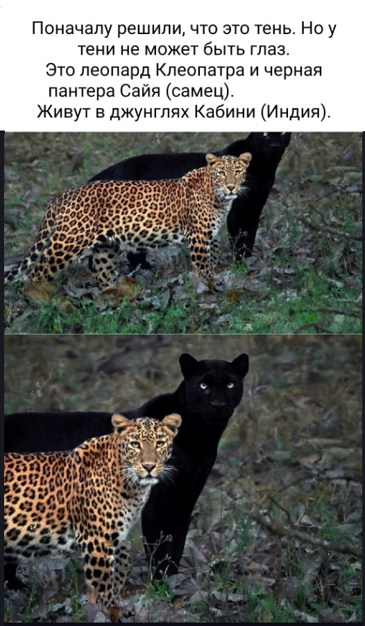 Картинки разные с надписями и без