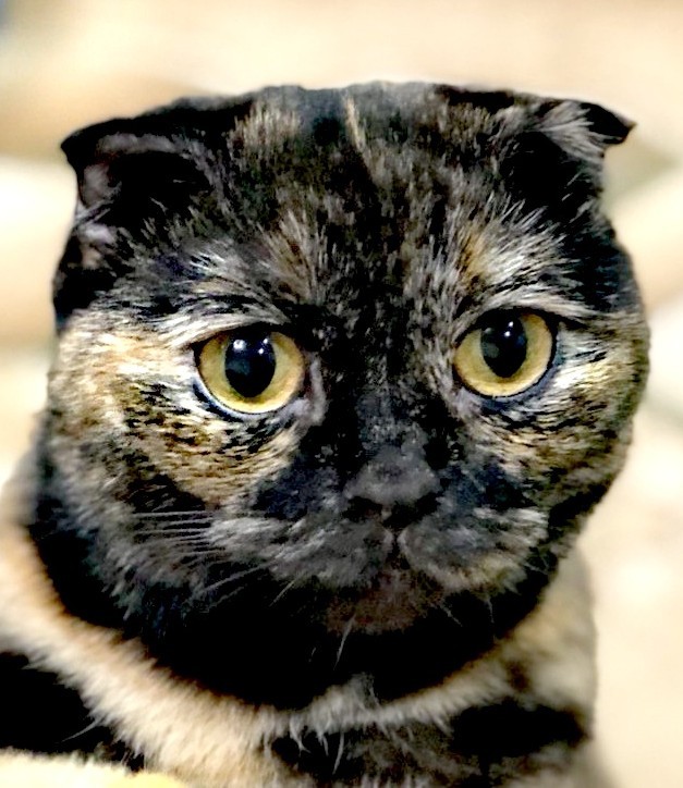 Котэ