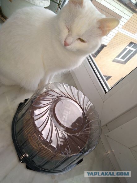 Совпало с котовторником.