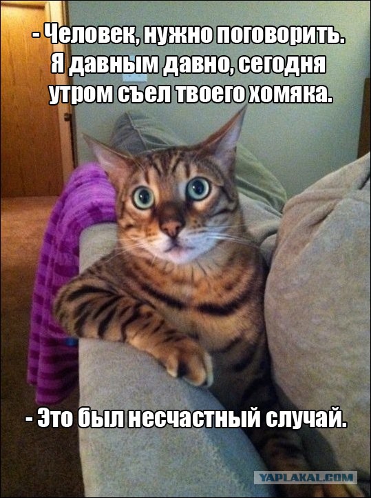 К котовторнику: подборка картинок-баянов с котиками и про котиков. Выпуск 13