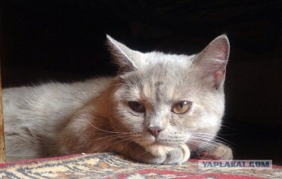 Котовторник 20.05.2014