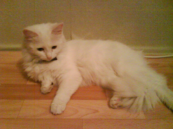 Котовторник 15.07.2014.