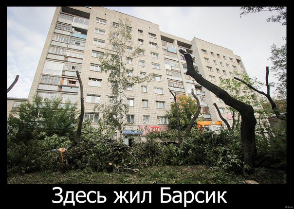 Нашли солдата, который 13 лет назад спас кота