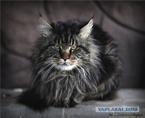 20 самых известных котов в интернете.