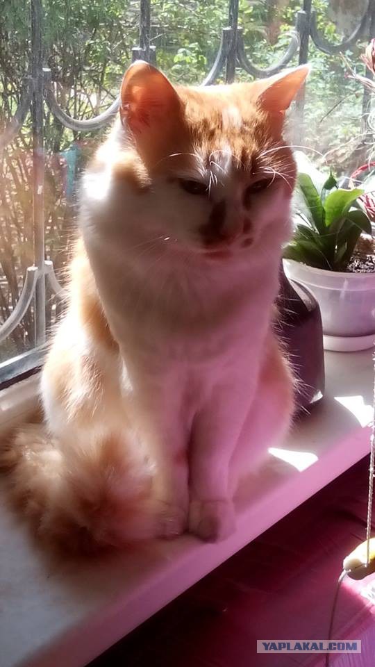 Котовторник 5.05.2015.