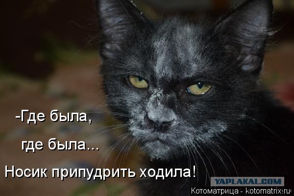 Прикольные коты