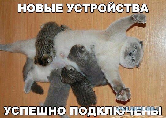 Котики - 3