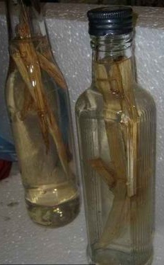 Дневник начинающего самогонщика