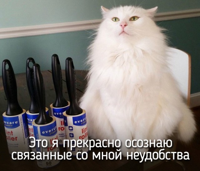 10 самых запомнившихся котов ушедшего года