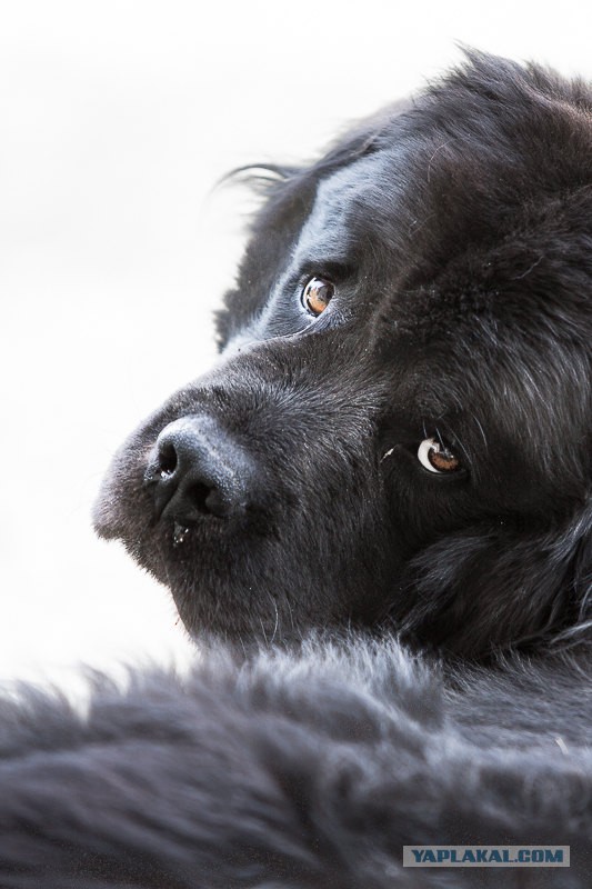 Собакочетверг