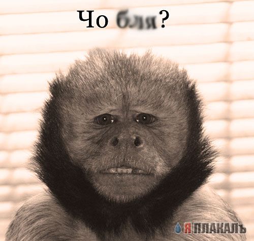 ОБЕЗЬЯНЫ. Все про обезьян