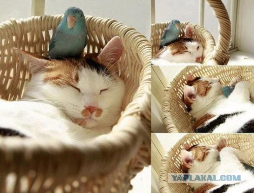 Скотинки - Животинки