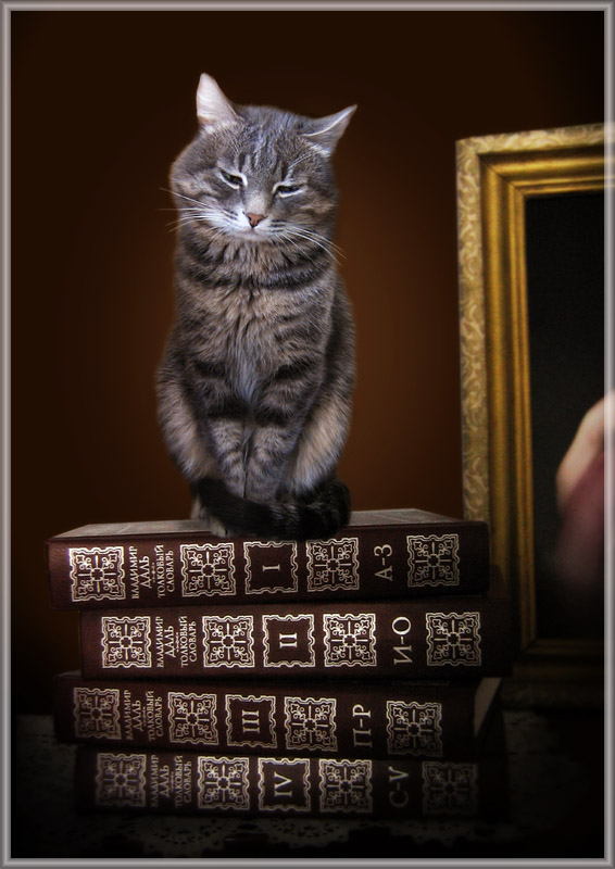 Коты, кошки, котята