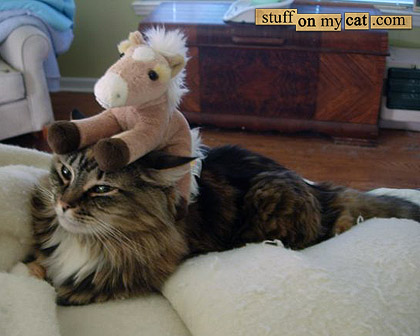 Вещи на моем кошаке!