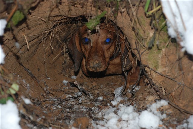 Страшно красивые терьеры