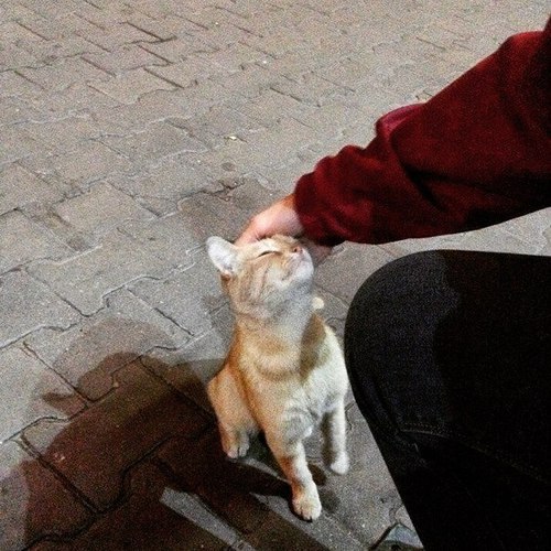 Прикольные животные