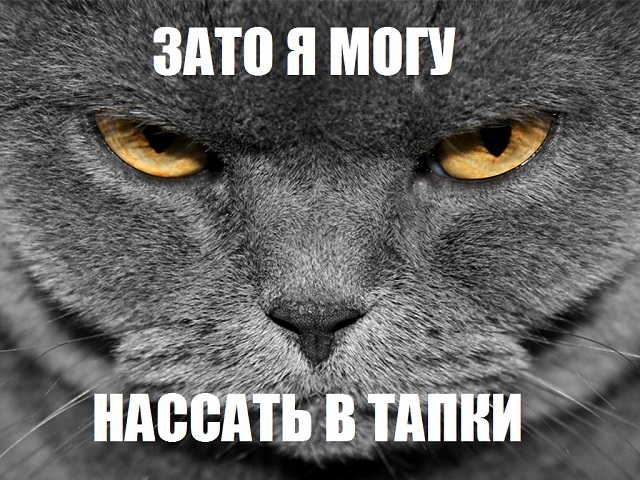 В их зоопарке нет зверя, который может указывать медведю