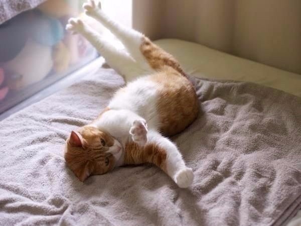 Коты и Кошки