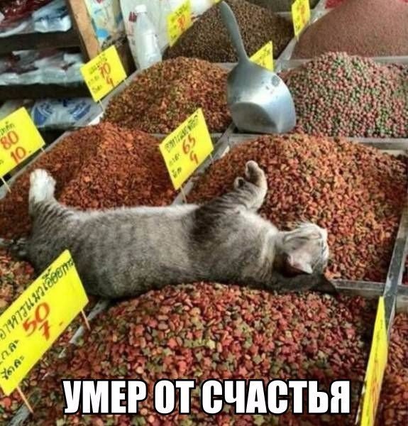 Коты и Кошки
