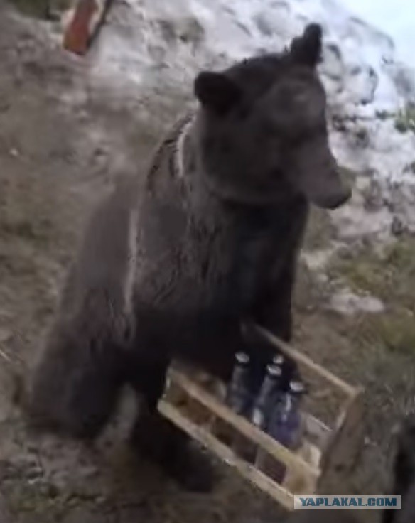 Медведь украл ящик водки