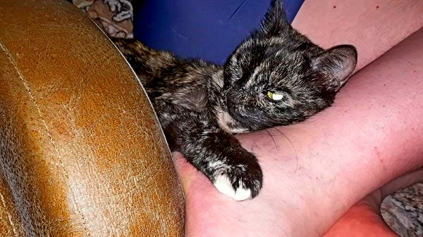 Котовторник 19.06.2018
