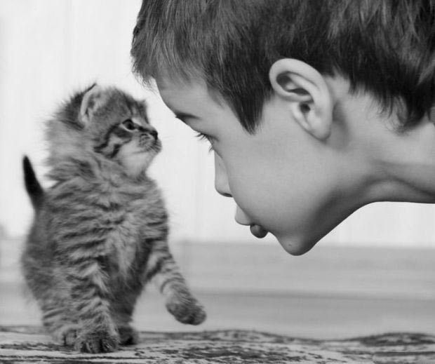 Уррааа! Котовторник на ЯПлакалъ!