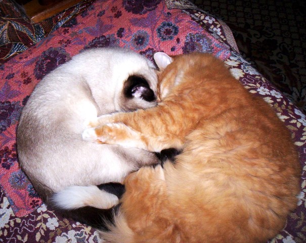 Котовторник на ЯПлакалъ! От числа 09.09.08