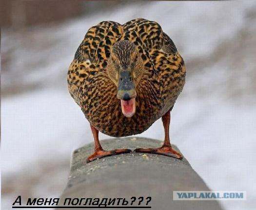 А может все-таки погладим?