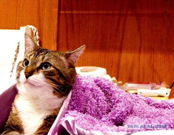Котовторник на 31.03.2009