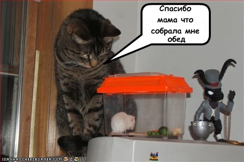 Lolcats - котовторник 33 лолокота!