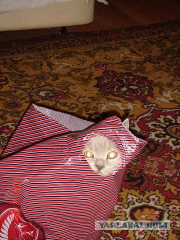 Котовторник: начало